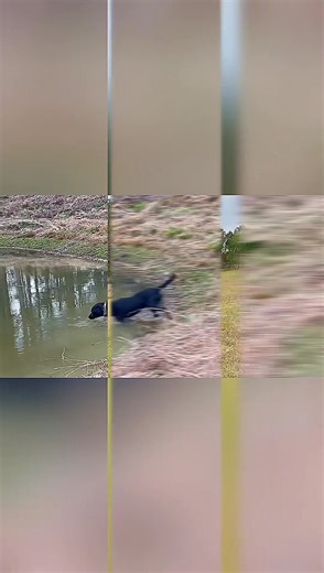 Day 2 — HRD Training | Friday, Nov 7 By the time we wrapped up, we were mentally drained, and tired — but it was worth every minute. 🐶😬 We trained through area, shoreline, building, and vehicle searches — each one pushing us to communicate better and trust deeper. Support. Protect. Encourage. Search. Locate. Report. Every run tested trust, emotions, and limits — mine and my K9’s. Redefining what it means to be a K9 team. Because knowing our limits isn’t weakness… It’s wisdom. 🐾🧡🪶 | 4Corners