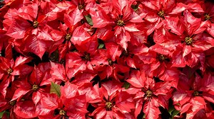 5 Fun Facts About Poinsettias
