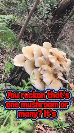 CRAZY Mushroom Bloom Outta Tree Stump 🍄🪾😨
