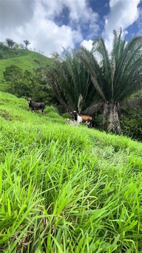 Videos de El de la dm (@el.de.la.dm30) con “original soundEl de la dm”