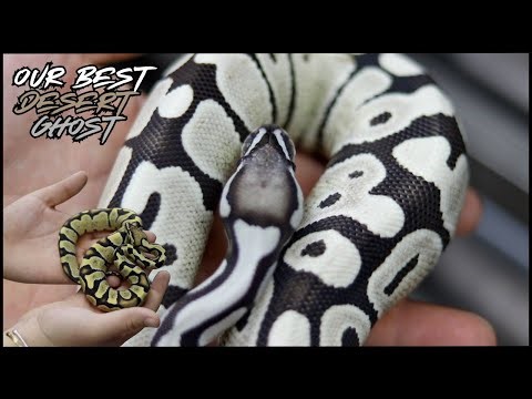 Our Most Exciting Desert Ghost Project EVER!