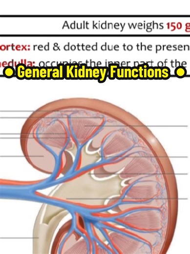 pov : ● General Kidney Functions ● #renal #kidney #طالب_طب #physiology #الشعب_الصيني_ماله_حل😂😂