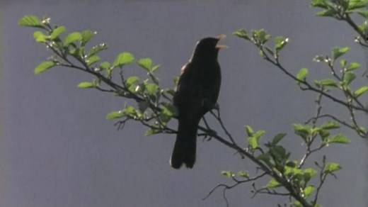 The difference between nocturnal and diurnal animals - Living things: Video playlist - BBC Bitesize