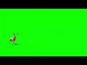 Deer running green screen effect/deer running in forest green screen video