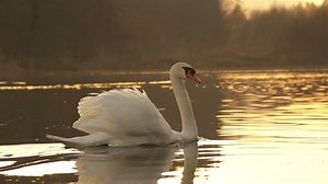 Slow Motion Swan Swimming Stock Footage Video (100% Royalty-free) 3590297 | Shutterstock