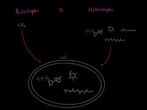 Autotrophs vs Heterotrophs EVERYTHING YOU NEED TO KNOW Biology Metabolism MCAT
