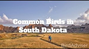 Contact Senator John Thune - ContactSenators