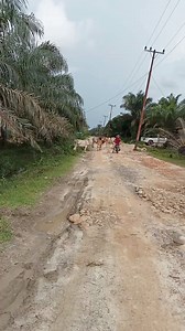 1.4K views · 37 reactions | Sapi orang ngamuk di jalan dan membuat kami takut lewat藍 #reelsfyp #fyp #sapiliar #sapingamuk #vlog #videoasli #kontenkreator #fbpro #masukberandafyp #masukberandaviral #jangkauanluas #jangkauanfyp #jangkauanviral #trendingreels #trendingfyp #trendingviral #sorotan #pengikut #semuaorang #sapingamuk | Karman Maulana Syahputra | Facebook