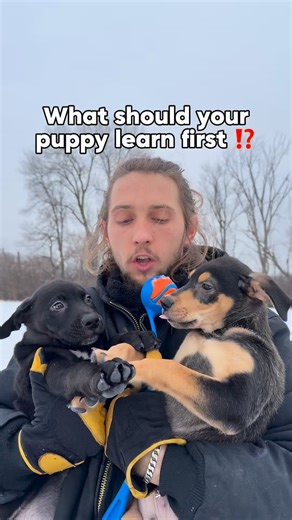 Cherry Hoggs | Dog Training on Instagram: "People often ask us at what age they should start puppy training. The answer is immediately! At Cherry Hoggs we believe there is no puppy too young to be trained off leash! New owners often to worry about allowing their precious new puppy off leash. Firstly that nervous energy is projected onto your puppy which in turn off balance is the training. Secondly the younger you train your puppy off leash The easier it becomes to fulfill and control your puppi