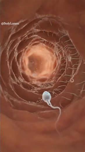 Human Egg Fertilization Process | 3D Medical Animation