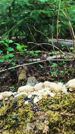 Woodpecker, Tit and Sparrow Feeding 🌿 Relaxing Forest Wildlife in 4K
