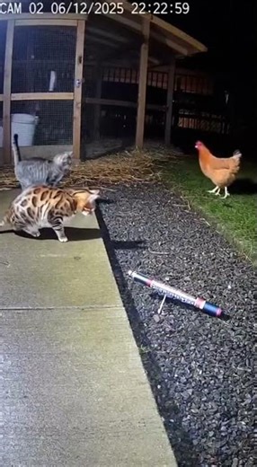 Surveillance Team Reports Odd Behavior from A Bengal Cat