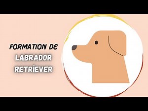 Comment Dresser Un Chiot Labrador Retriever