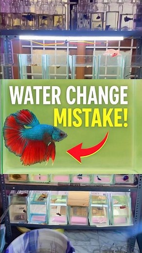 Don’t kill your betta with wrong water 💧