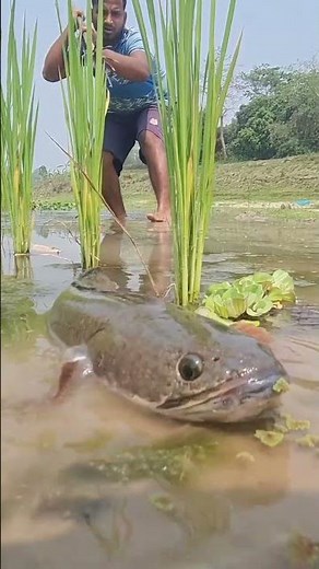 🎣 Fishing for LIFE in a Desi Village | A Day of Traditional Fishing in Rural Life 🌾Village Ltd 001