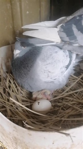 i love Bird (@i.love.bird2)’s videos with Sunrise - Official Sound Studio