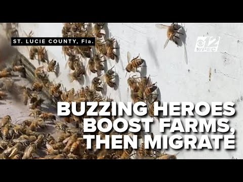 Family-owned Fort Pierce orchid business still growing after 65 years