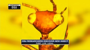 85K views · 652 reactions | Just like the movie “Jurassic Park,” scientists at Oregon State University found a new kind of insect preserved in amber. The bug is thought to be 100-million years old! | FOX 12 Oregon | Facebook