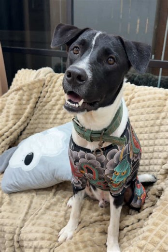 เซอร์ไพรส์ค่าบคุณแม่ ร็อคเก็ตหมาเกาะหมุย