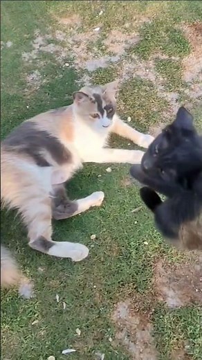 Mother refused baby 😭 #cat #kitten #straypet #pets