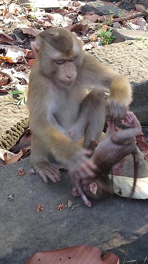 Funny Monkey Videos: Laughter with Captivating Wildlife