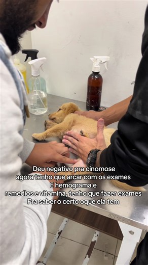 Resultado do exame de cinomose e custos: o que esperar