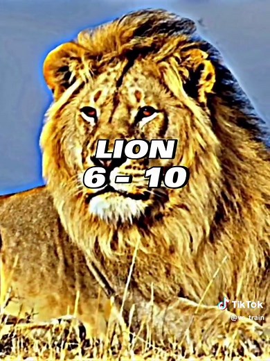 TOP 1% HUMANS vs ANIMALS | #animals #human #vs #vsbattle #vsedit #edit #deathbattle #battle #versus #versusbattle #debate #fyp #fypシ #fypage #fy #foryou #foryoupage #fypシ゚viral #viral #viraledit