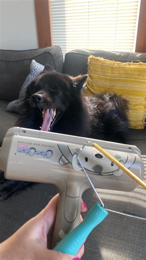 Which tools do you use around the house to stay shed free? ⬇️ Shed happens. It’s part of keeping dogs - especially double-coated breeds like huskies, German shepherd’s and (like my dog) Eurasiers. I still find it nearly impossible to find a vacuum that can really do the heavy lifting of fur in carpets, so I still use these hand-held tools I’ve had since 2020. They are fur lifting tools from @uprootclean and @officialchomchomroller . I enjoy them both. Typically I’ll start with the Chom Chom, and