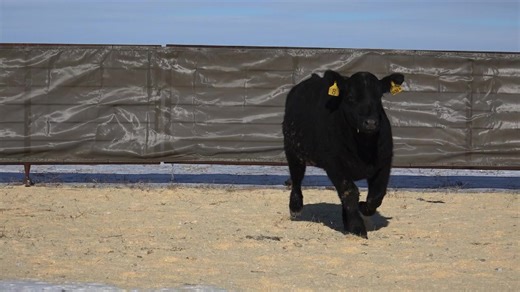 Good livestock fencing surely makes good neighbors, and with the right types of farm fencing, you and your animals will experience the joys of low-stress livestock management. A one-size-fits-all solution to livestock fencing doesn’t exist — you’ll need different kinds of fences for different purposes. Learn more about building fence that is Horse High, Chicken Tight or Bull Strong below! https://www.motherearthnews.com/homesteading-and-livestock/farm-fencing-zm0z11zkon/ | Mother Earth News