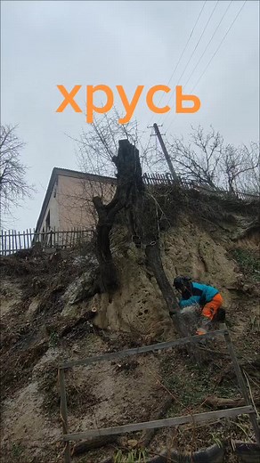 Chopping Down Trees: A Guide to Safe Tree Removal