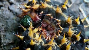 Exotic spiny caterpillar. The yellow thorn black caterpillar excretes feces