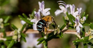 Qu’est-ce que Amegilla cingulata, l’abeille solitaire à bandes bleues ?