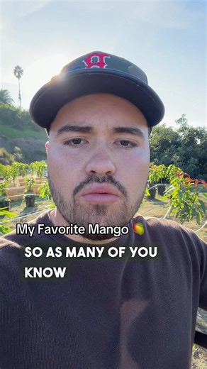 Mango Corriente: The Sweetest Mango from Mexico