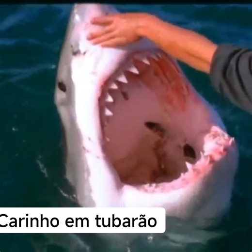 Man plays with giant shark.