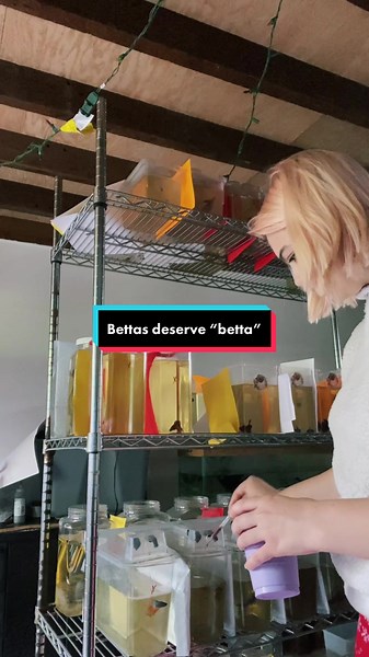 Proper Care for Bettas in Pet Stores