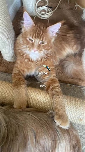 All American Coon Cattery (@allamericancoon)’s videos with I Think I Like When It Rains - WILLIS