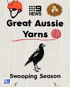 63K views · 926 reactions | TRIGGER WARNING: Swooping season is upon us! #9News | WATCH LIVE 6pm | 9 News | Facebook