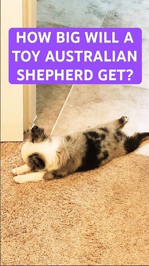 How big will a toy Australian shepherd get? Adult vs Puppy Sizes #toyaussie #puppy #puppies #cutedog