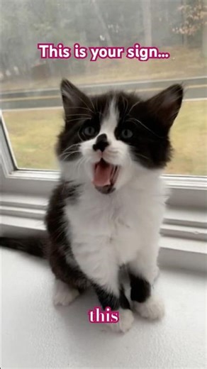 This is Your Sign to Stop Spinning 🐾💫 #burnout #burnoutrecovery #stress #motivation #mindset