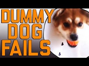 Best of Fails dummy dogs|| Dog || by Best fails