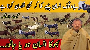 53K views · 4.6K reactions | Goat Farming In Pakistan | Goat Farming Business Ideas Tips | Goat Farming Discussion |Farming Pk #GoatFarming #GoatBusinessTips #FarmingPk | Open Farming 2.0 | Facebook