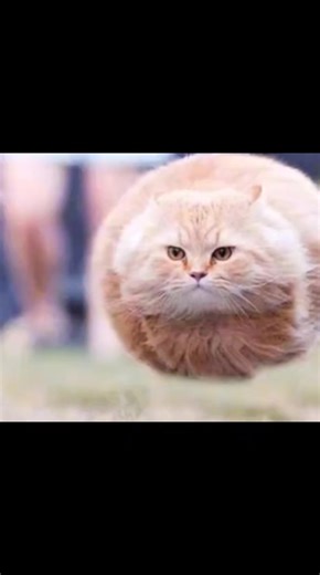 flying spinning cat (@flyingspinningcat)’s videos with original sound - flying spinning cat