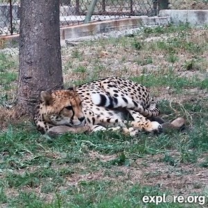 131K views · 4.9K reactions | Cheetah cubs communicate with their mom using high-pitched chirps that sound like bird calls—each cub has a unique chirp she can recognize. | explore.org | Facebook