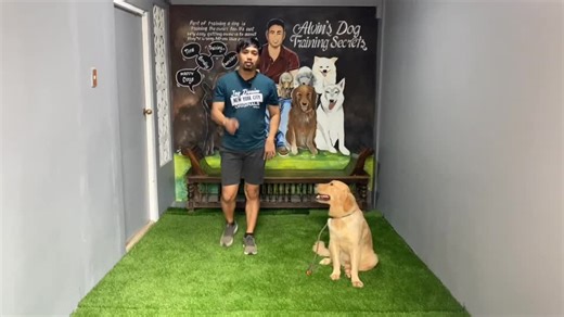 Effective Dog Training Tips for Energetic and Hyperactive Dogs