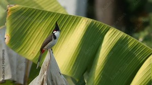 a red-whiskered bulbul is flying from the banana leaf