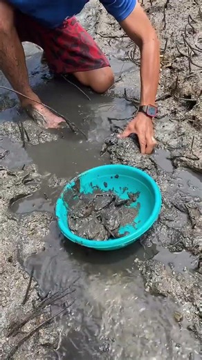 Unbelievable Mud Fishing!