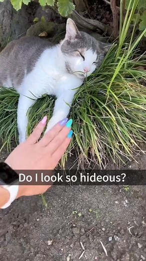 14K views · 524 reactions | Funny cat scared  #Cat #cutecat #cats #catlover #fyp #fypシ #foryou #funny #pet #pets #catsoffacebook #facebook #catvideo #cutcat #foryoupage #funnyvideos #funnycat #funnyanimal #kitten ‎ | Funny Catt | Facebook