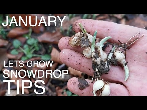 January Snowdrops Seasonal Tip
