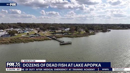 Hundreds of dead fish wash up along Lake Apopka shoreline