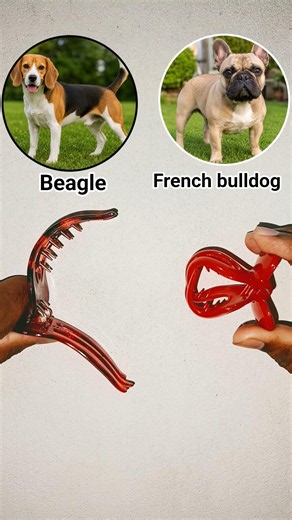 beautiful cute french bulldog and beagle #shorts
